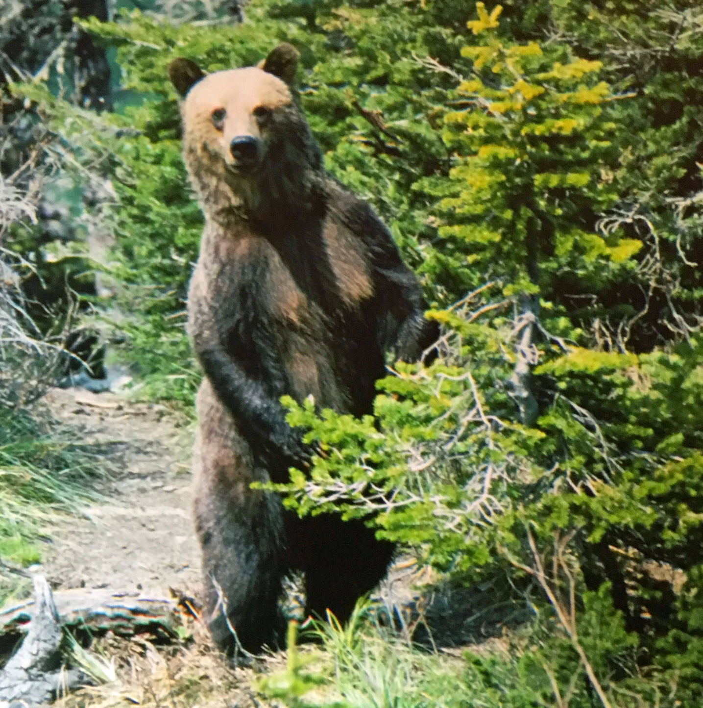 Big griz